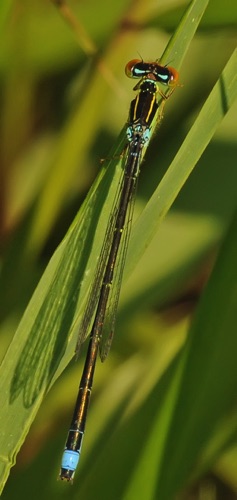 Male
13 May 2016 TN, Rutherford Co.